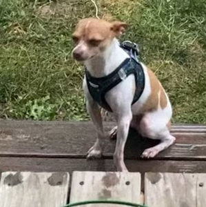 Meet your Posher, Emma